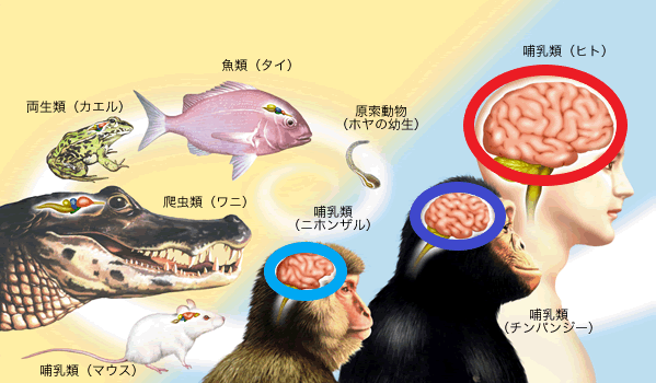 大脳サイズ比較