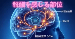 報酬系イメージ図